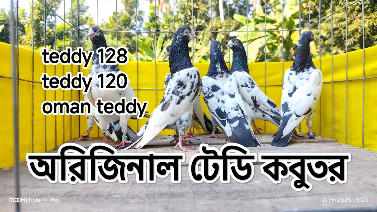 Top quality teddy pigeon.. 10-02-2026