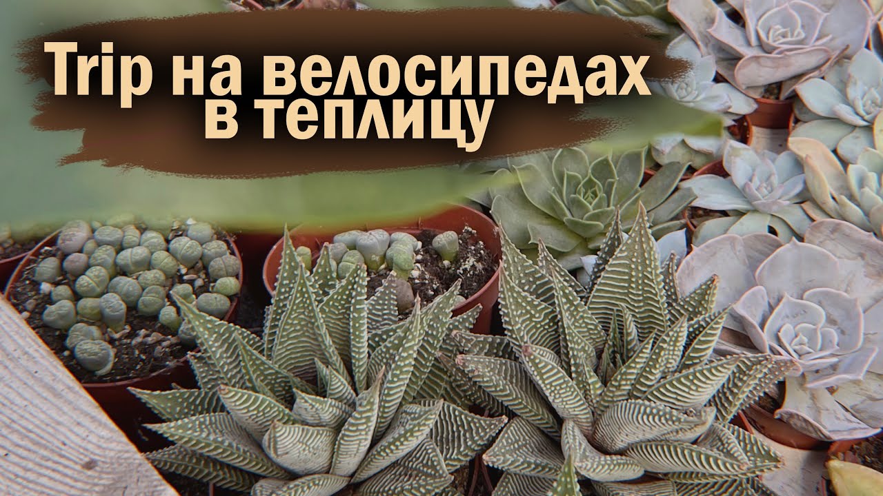 ПОКУПАЮ НОВЫЕ СУККУЛЕНТЫ | ПЕРЕСАДКА | МОЙ ОПЫТ