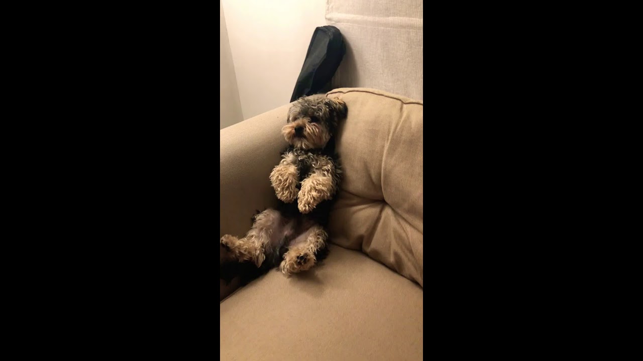 Yorkipoo
