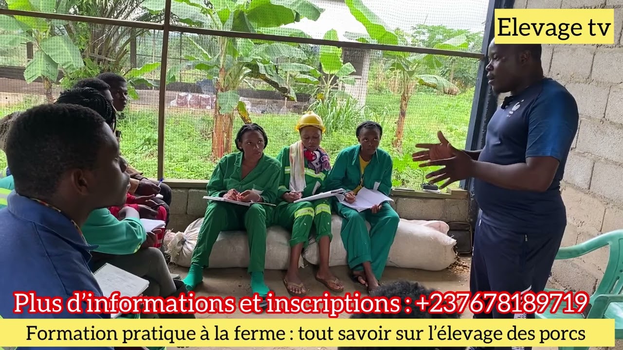 Formation pratique à la ferme : tout savoir sur les races de porcs