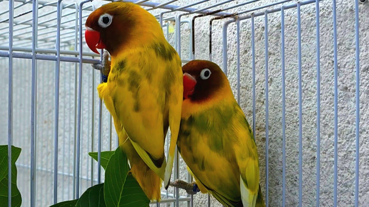 As espécies de passaros 3 | Agaponi/Agapornis/Lovebird/Agapornis | Como criar e ter sucesso 