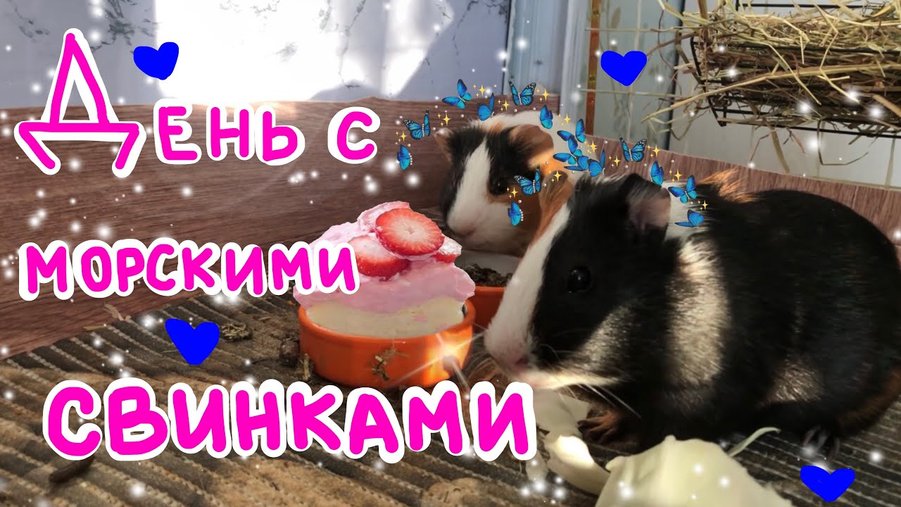 ДЕНЬ С МОРСКИМИ СВИНКАМИ🍰💙/тихое утро/ сочный корм/мой день с морскими свинками 💕