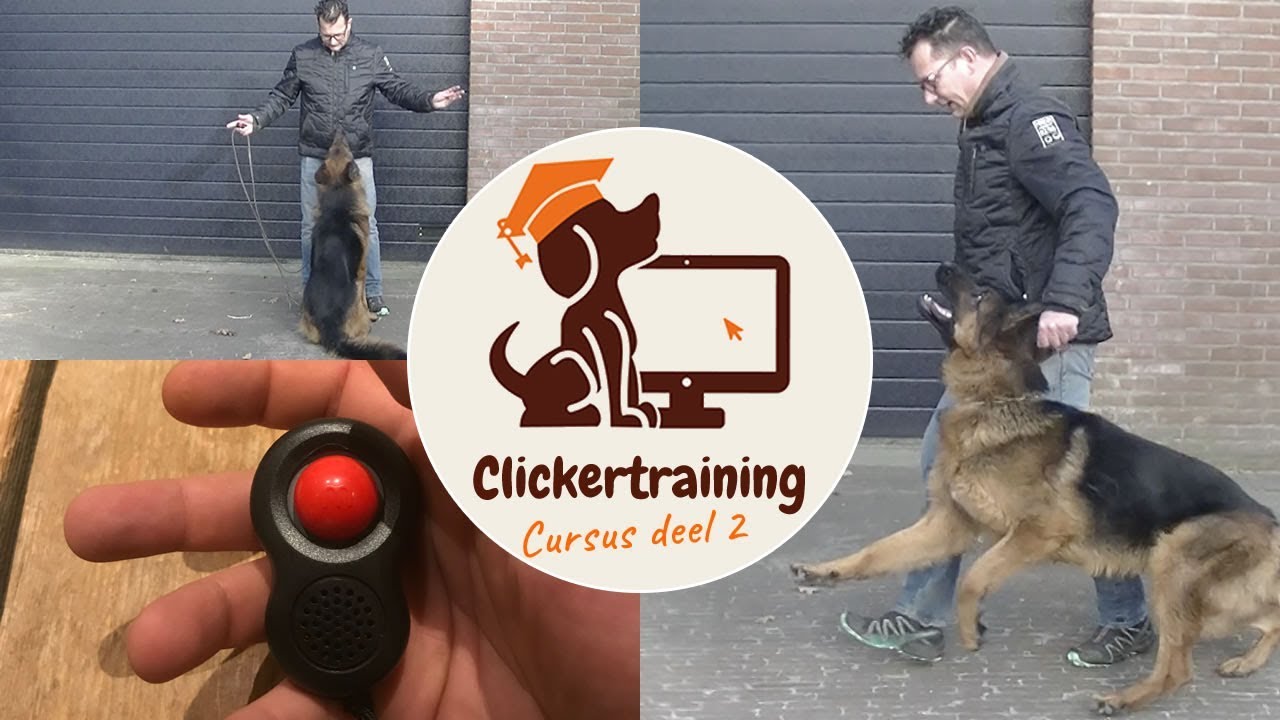 Clickertraining cursus deel 2 - Hond heeft geen aandacht voor de baas