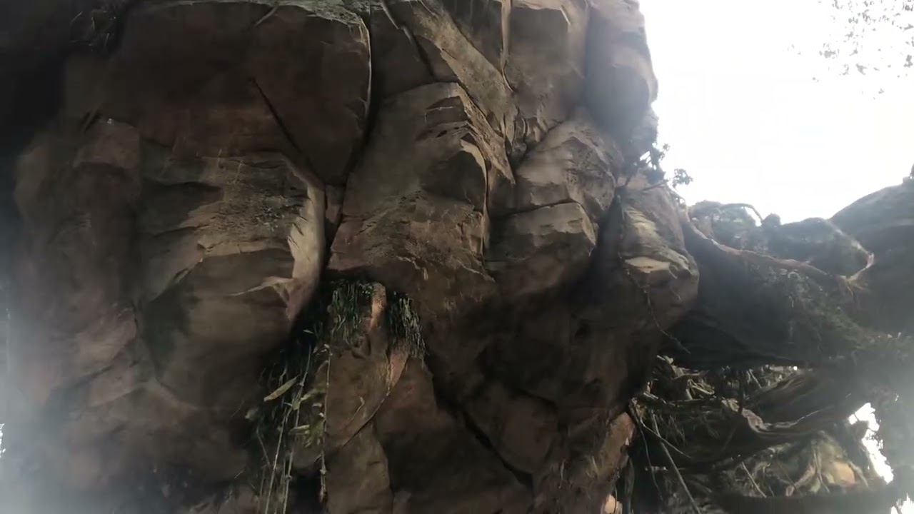 Avatar Scenery in animal kingdom, Florida #avatar #florida 
