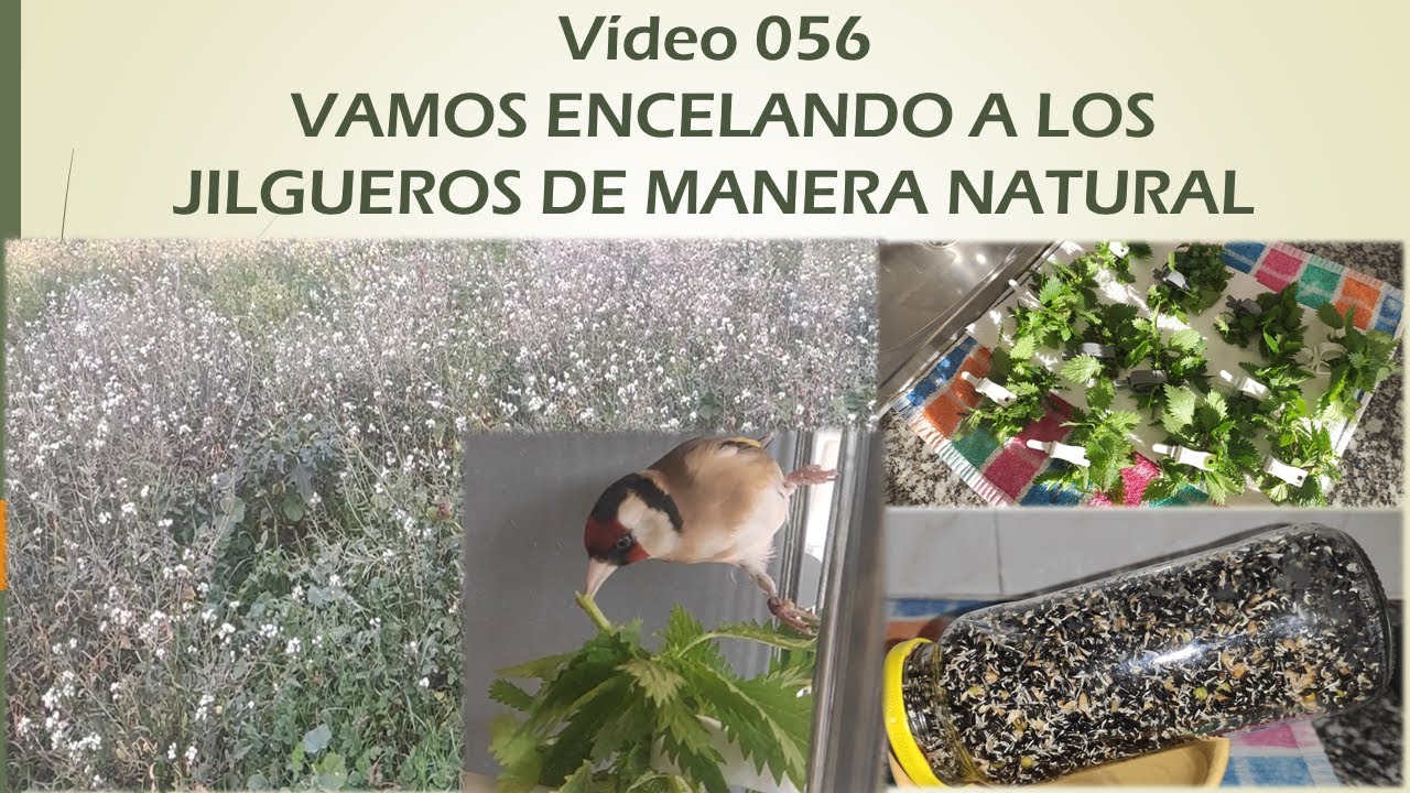056 VAMOS ENCELANDO A LOS JILGUEROS DE MANERA NATURAL