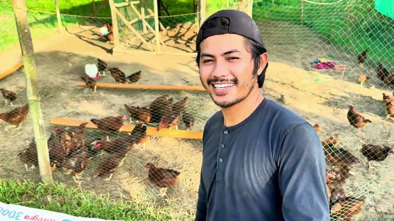 Fresh Papaya For Free Range Chickens