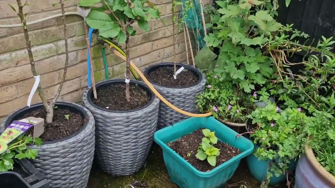 Two new Koi and garden updates