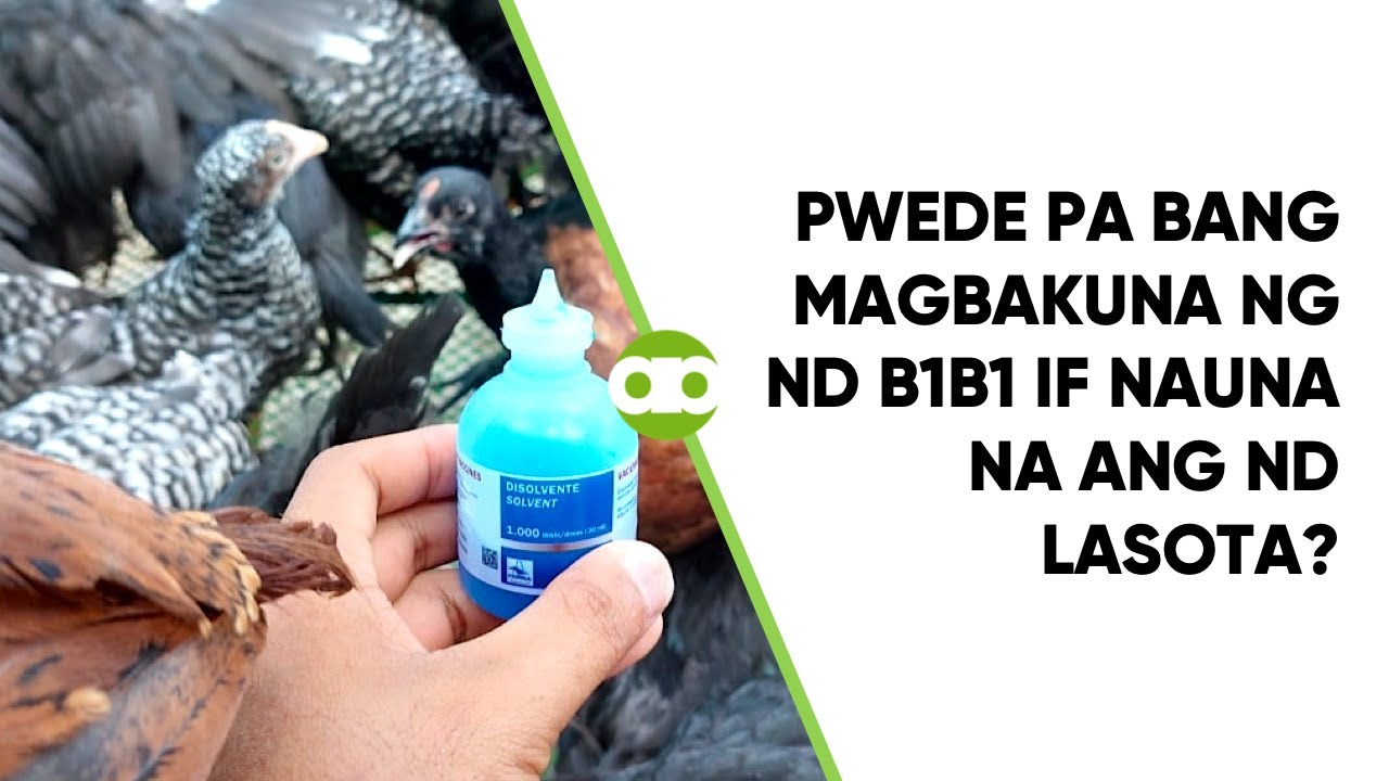 Pwede Pa Bang Magbakuna ng ND B1B1 If Nauna na ang ND LaSota?