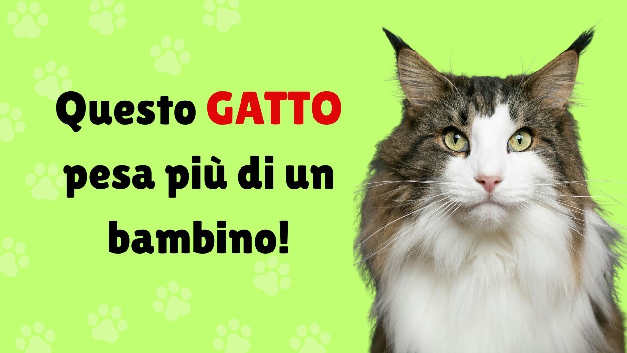 I 10 Gatti Più Pesanti del Mondo – Giganti Dolci e Imponenti ! 🐱⚖️