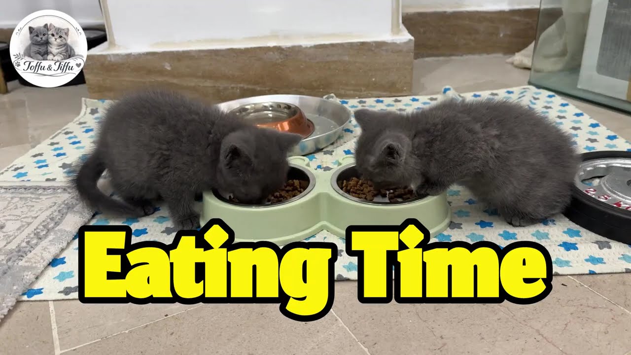 Eating Time 🥙😋