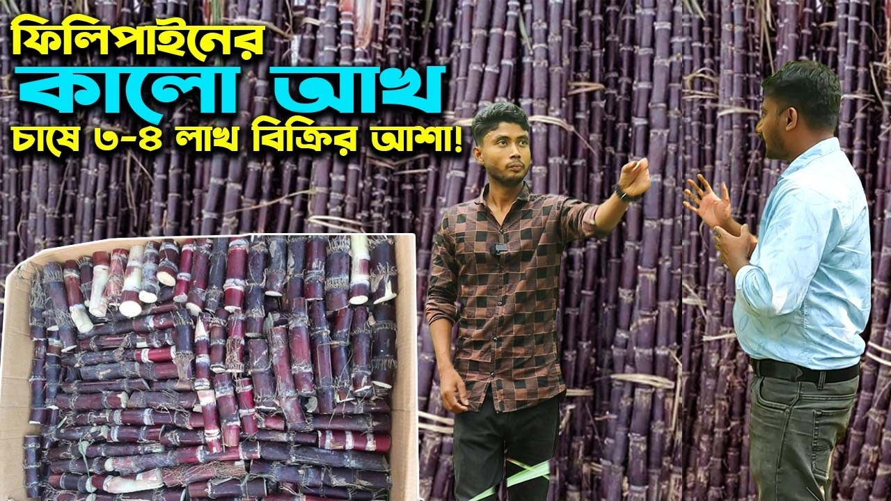 ফিলিপাইন আখ চাষে বিঘায় ৩-৪ লাখ টাকা বিক্রি সম্ভাবনা তরুণের | Ep-1043