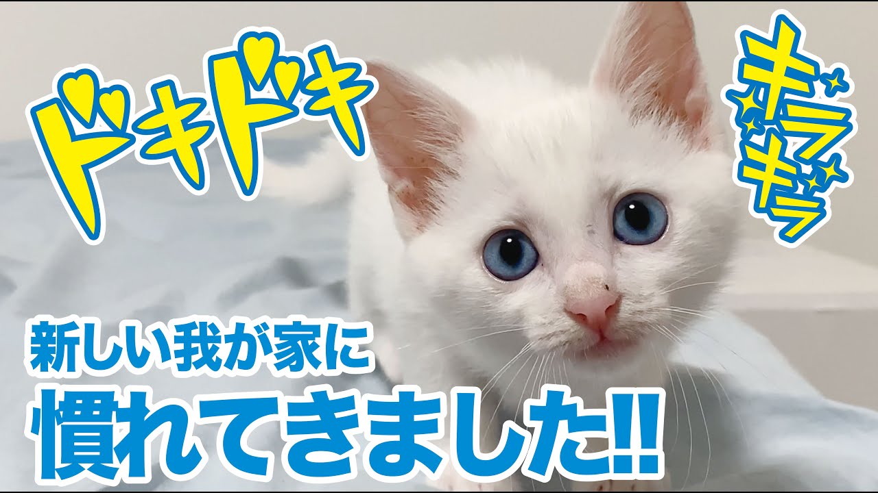 まだまだ小さな白猫のこさめちゃん