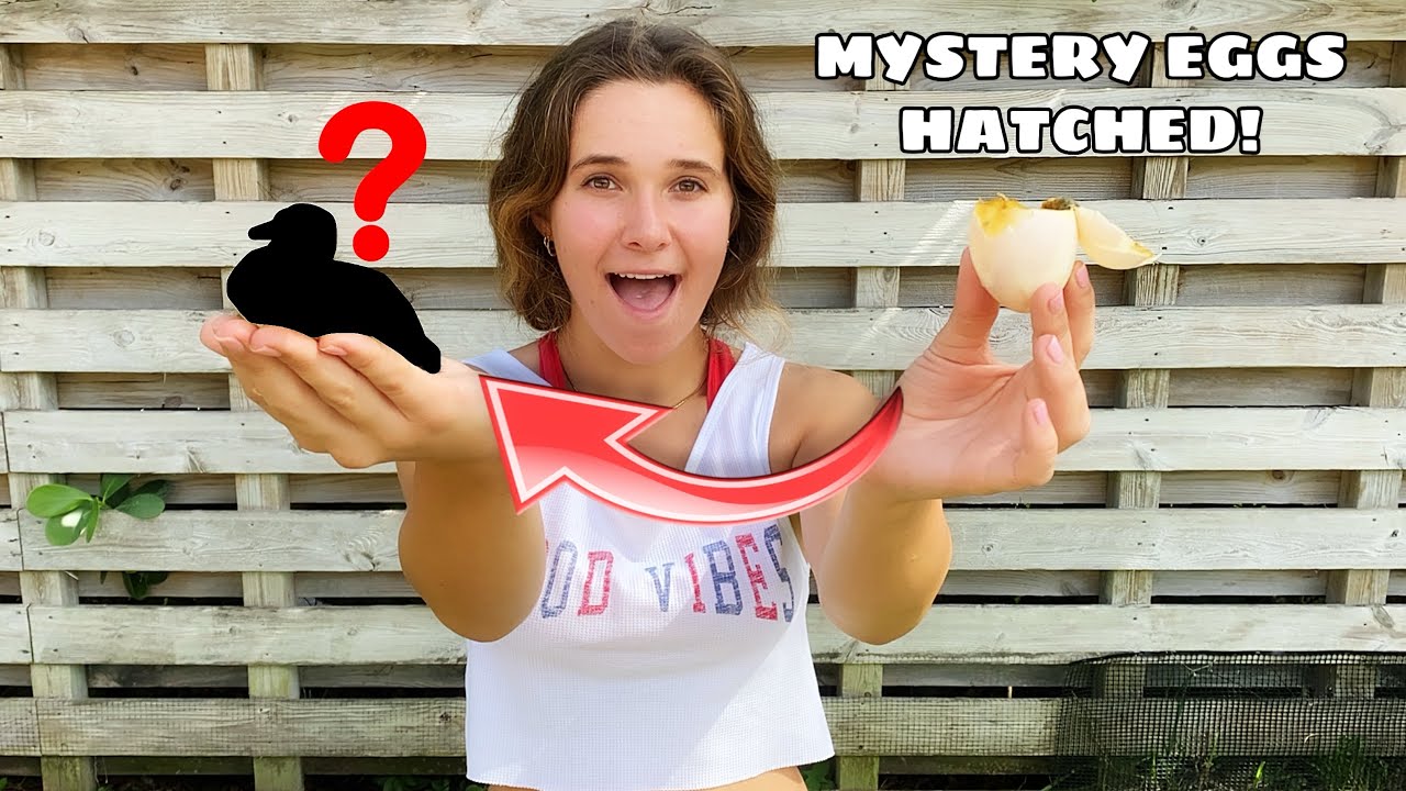 MYSTERY EGGS FINALLY HATCH! WHAT IS INSIDE?!