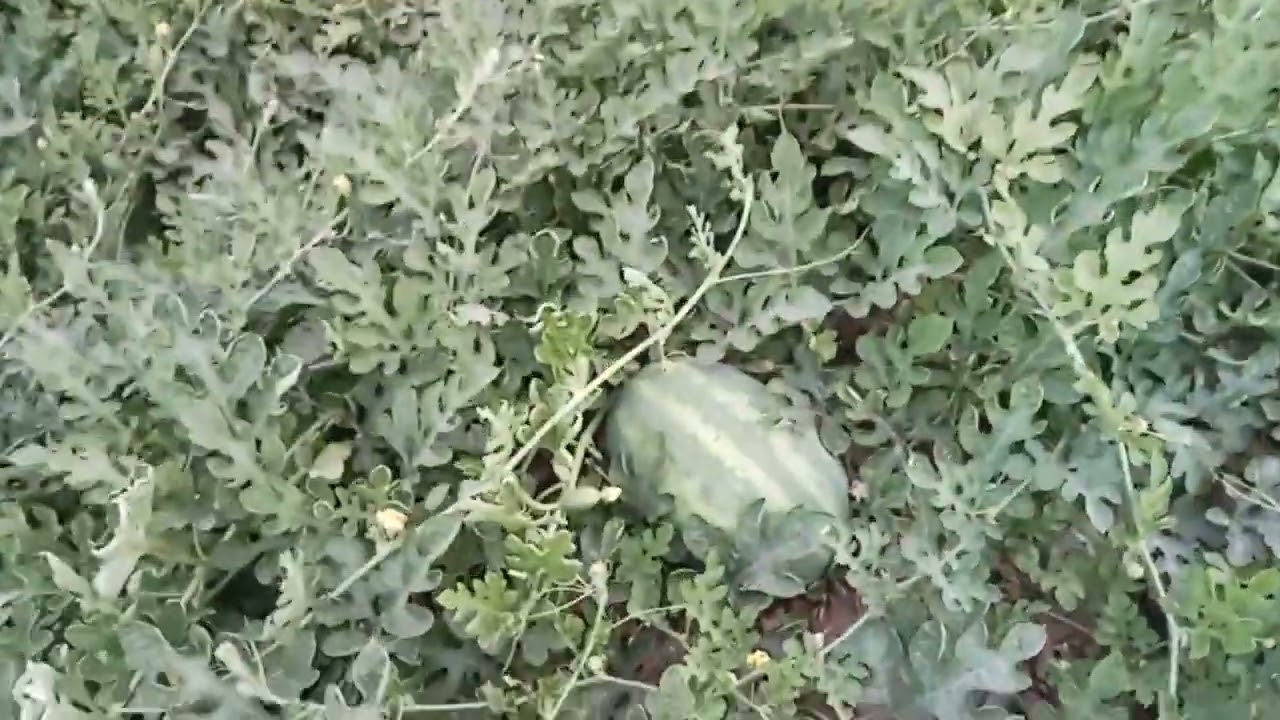 แตงโมบ้านนี้เกลี้ยงเลยครับ#ขอบคุณทุกคนที่มาดูนะครับ #ฝากกดติดตามด้วยนะคะ