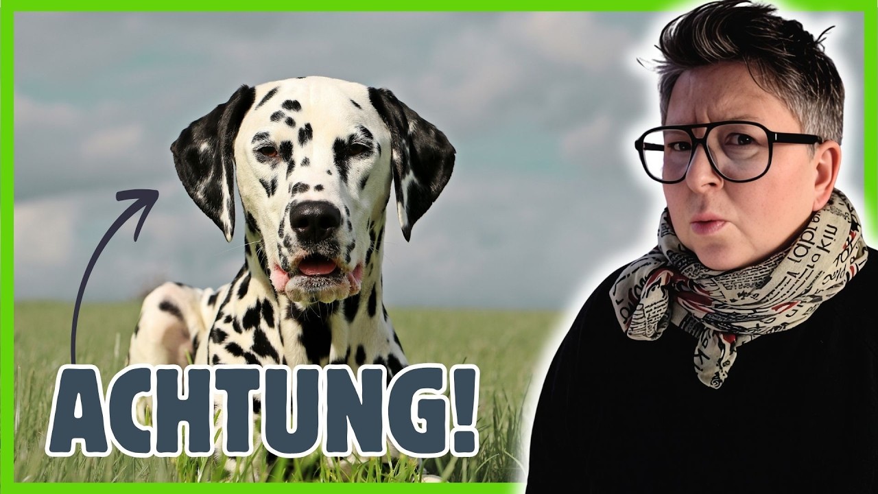 Dalmatiner wieder im Trend? Diese PROBLEME bringt der Hund mit