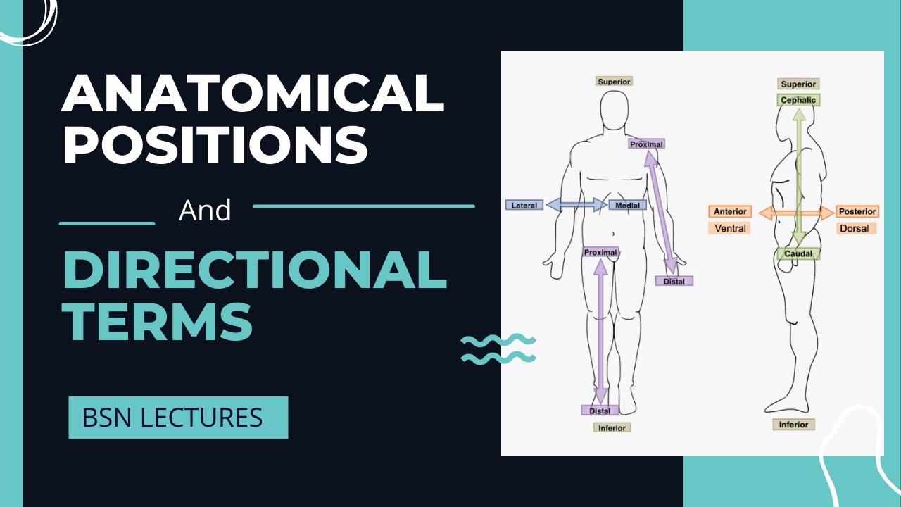 Anatomical Positions and Directional Terms in Urdu/Hindi | Unit 1 Part 2 | BSN Lectures