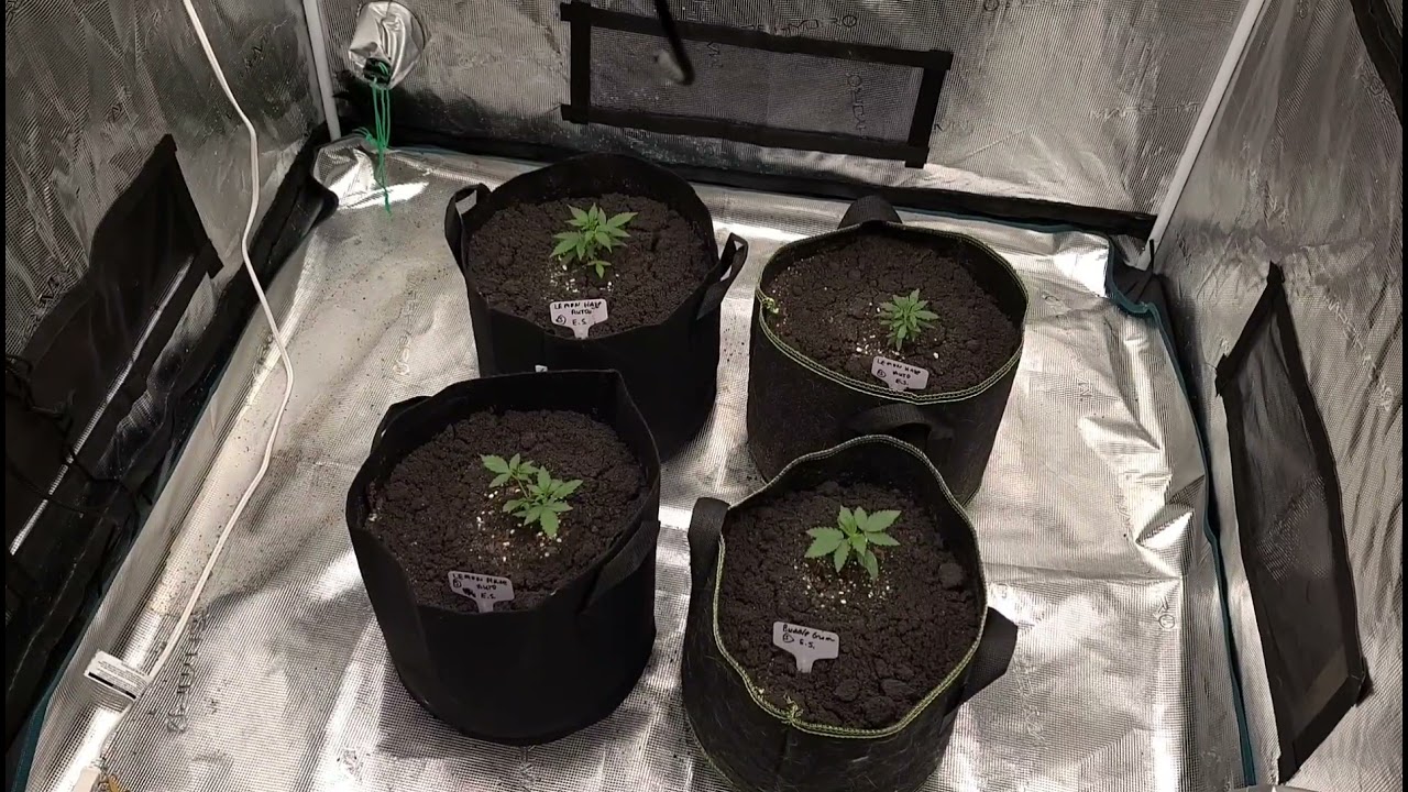 Grow Room Updates! @marshydroled_amazon