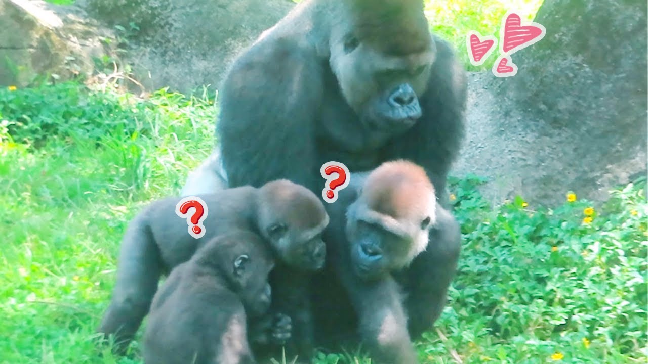 小金剛Jabali與Ringo好奇大人的世界Jabali and Ringo are curious about the world of adults#金剛猩猩 #gorilla