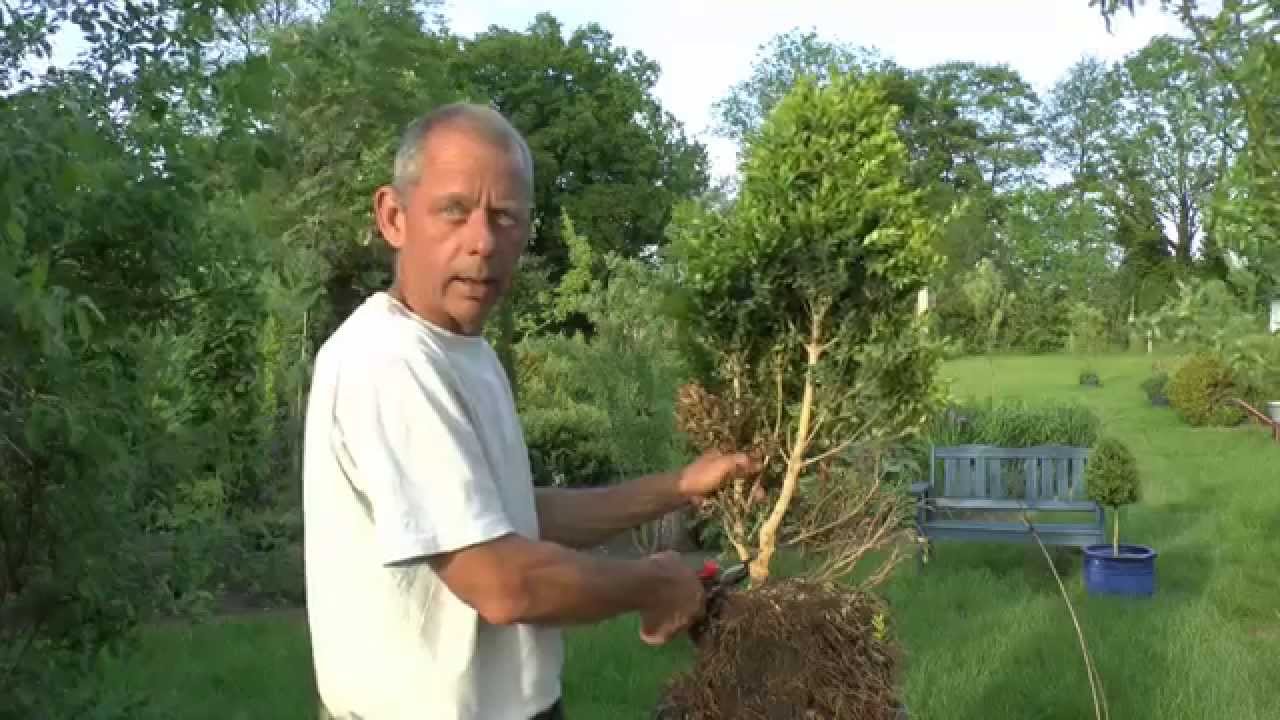 Buchsbaum Buxus Boxwood, eine neue Form entsteht.