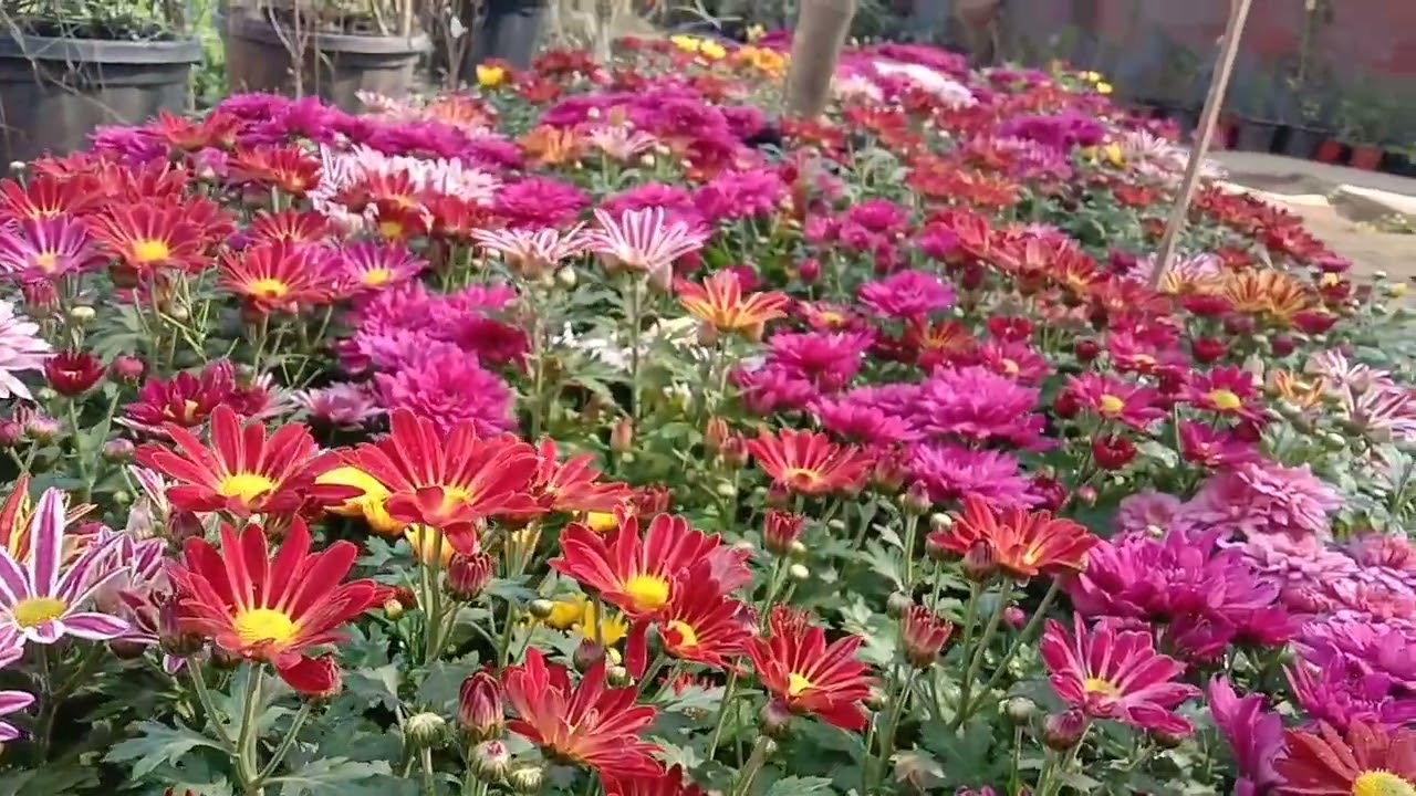 Colourfull  chrysenthemum 💐