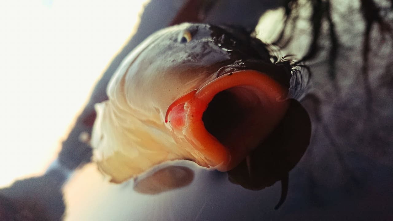 Kapři v ledové vodě, zimní boilies.