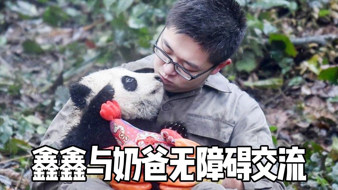 鑫鑫幼崽下班拒不回家，奶爸请求鑫鑫帮忙，真是全程无障碍沟通【你好大熊猫】