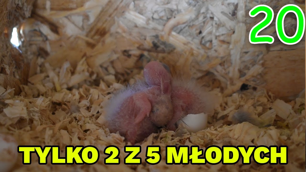 DLACZEGO ZOSTAŁY 2 MŁODE RUDE? CO WYPRAWIAJĄ MNICHY?