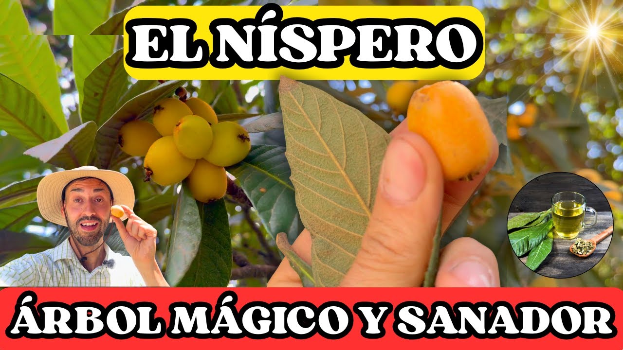 Descubre el PODER del N&iacute;spero! &Aacute;rbol Curativo y da FRUTOS Deliciosos!