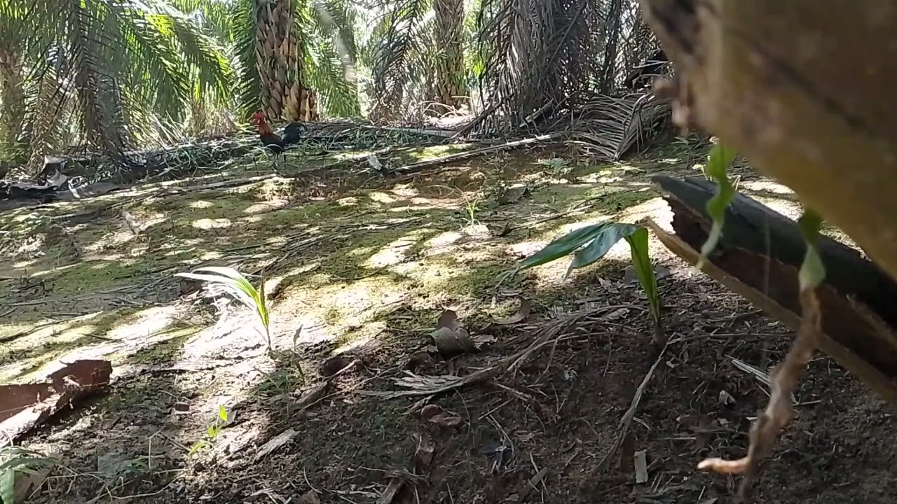 Yah gini dapat ancak bersih pala dapat ayam garang sekali #ayamhutansumatera #ayam 