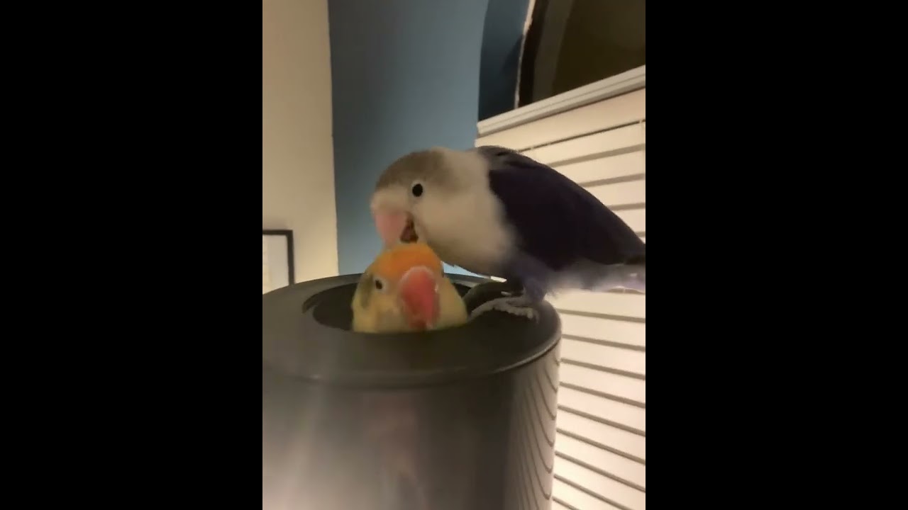 Talking lovebird - saying kiss kiss and pretty bird