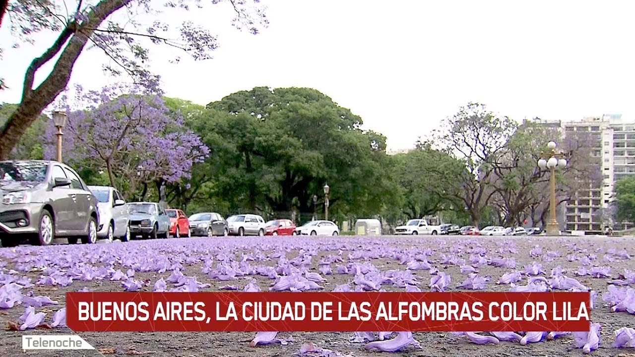 Buenos Aires, la ciudad de las alfombras lilas