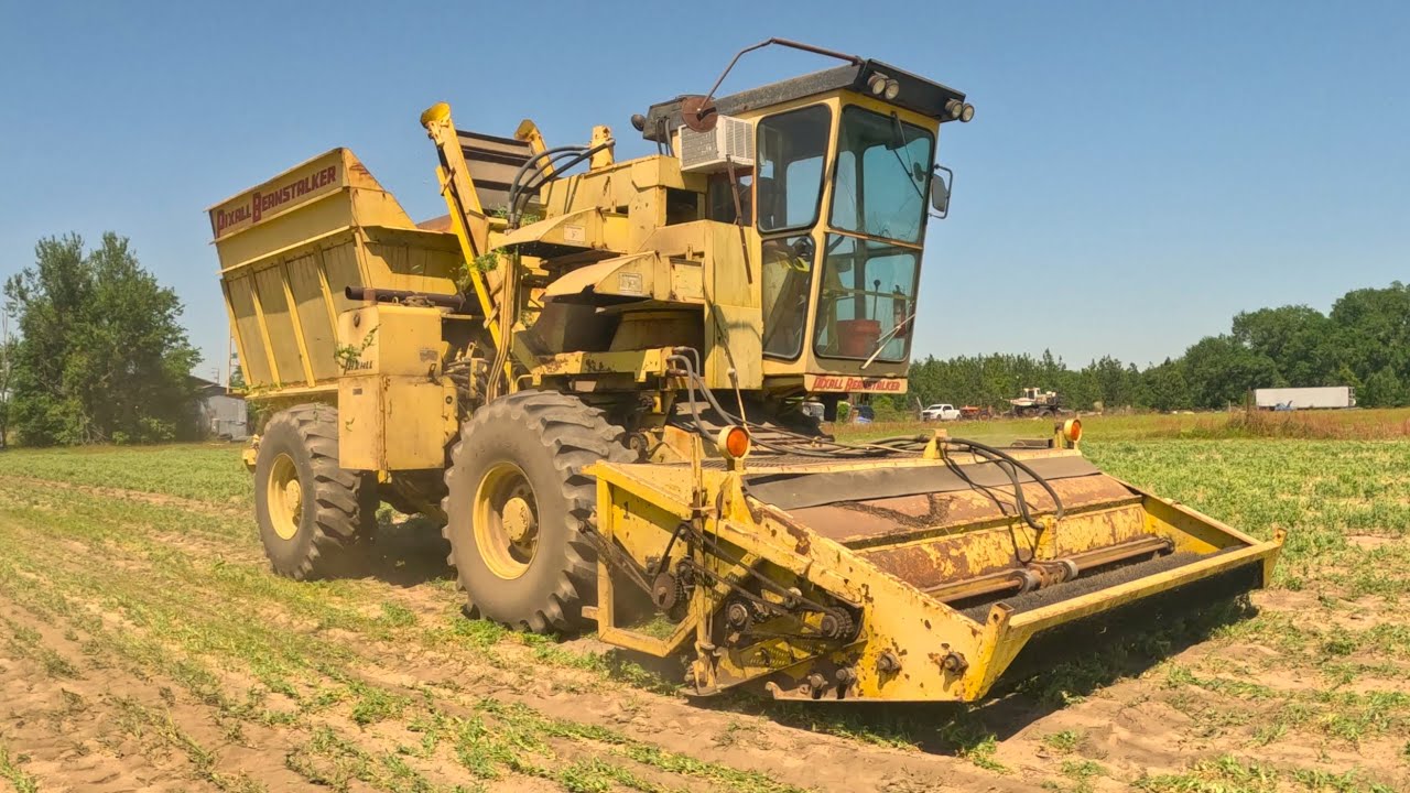 Organic Sweet Peas & Perpetual Harvest Farming