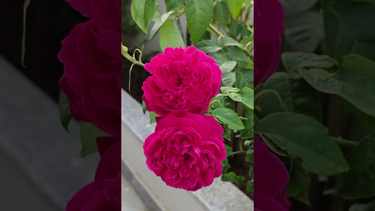 Beautiful naturel Rose✨🌺#Flowers garden ✨🥀 #Flowers Rose status Garden #Flowers 