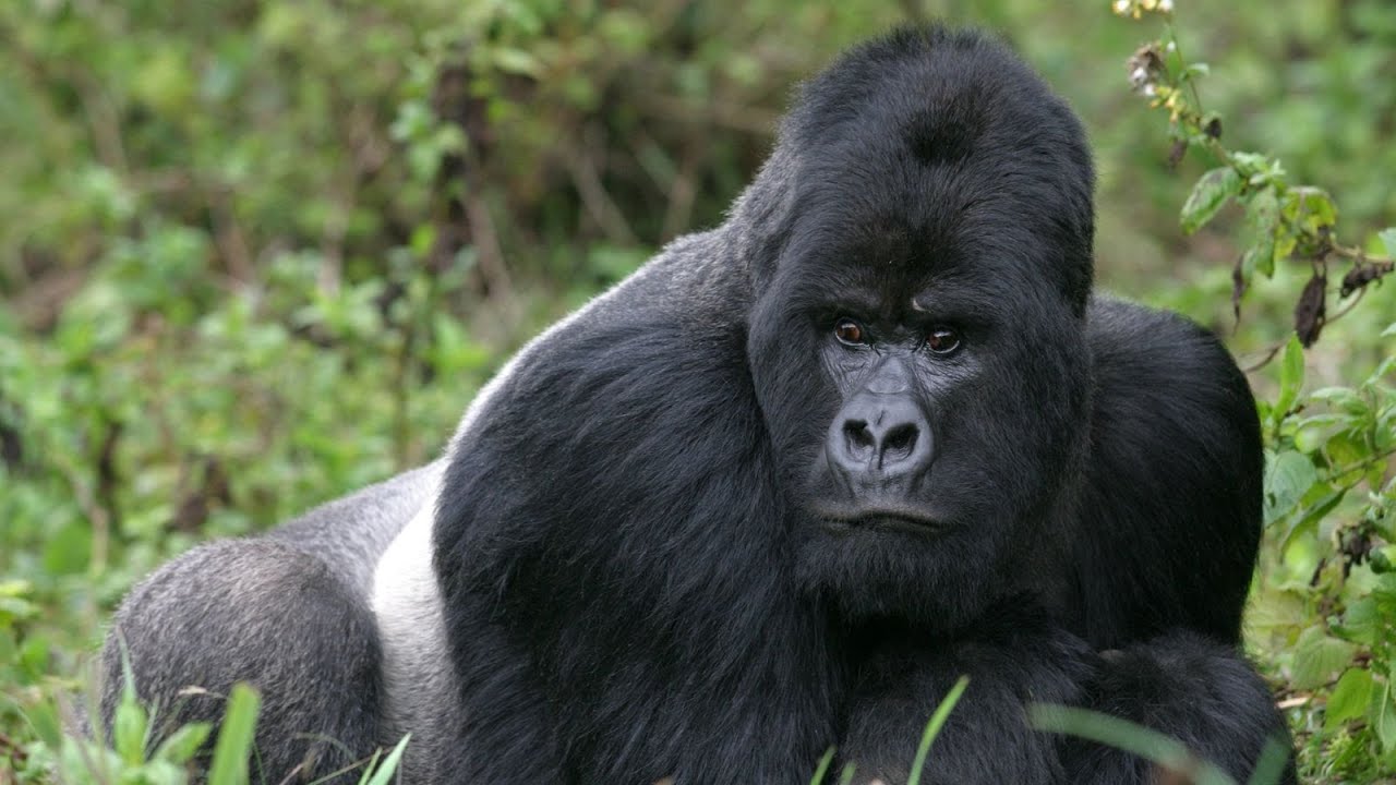 Gorille - Le Singe Le Plus Fort Du Monde / Documentaire (Français/HD)