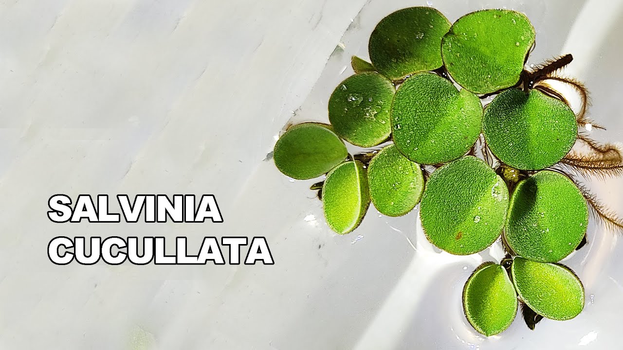 Salvinia CUCULLATA : Scheda Completa
