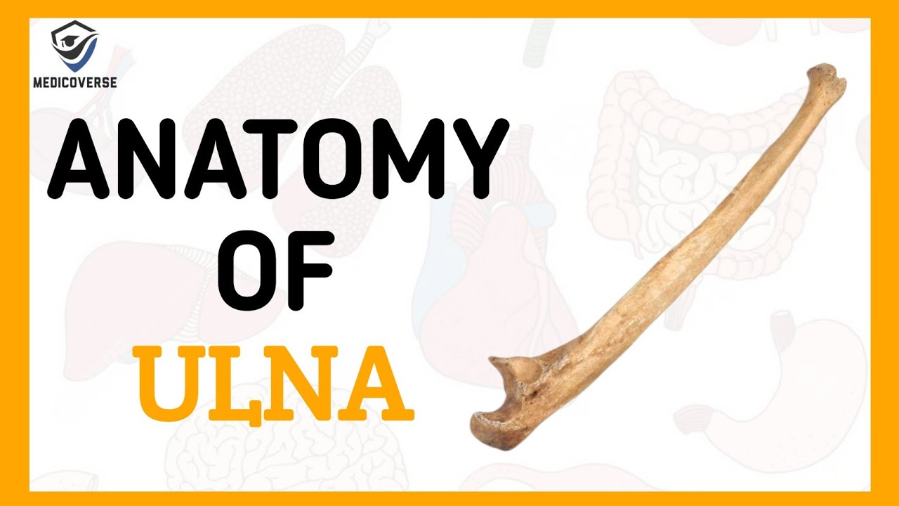Ulna Bone Anatomy - Learn in 5 Minutes !