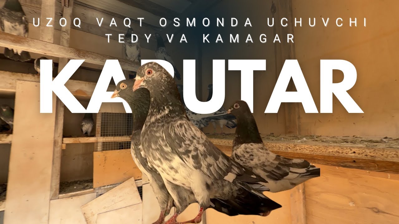 КАБУТАР БОҚИШ | ТЕДИЙ ВА КАМАГАР ЗОТЛАРИ | 10 СОАТЛАБ ОСМОНДА УЧА ОЛАДИГАН КАБУТАРЛАР
