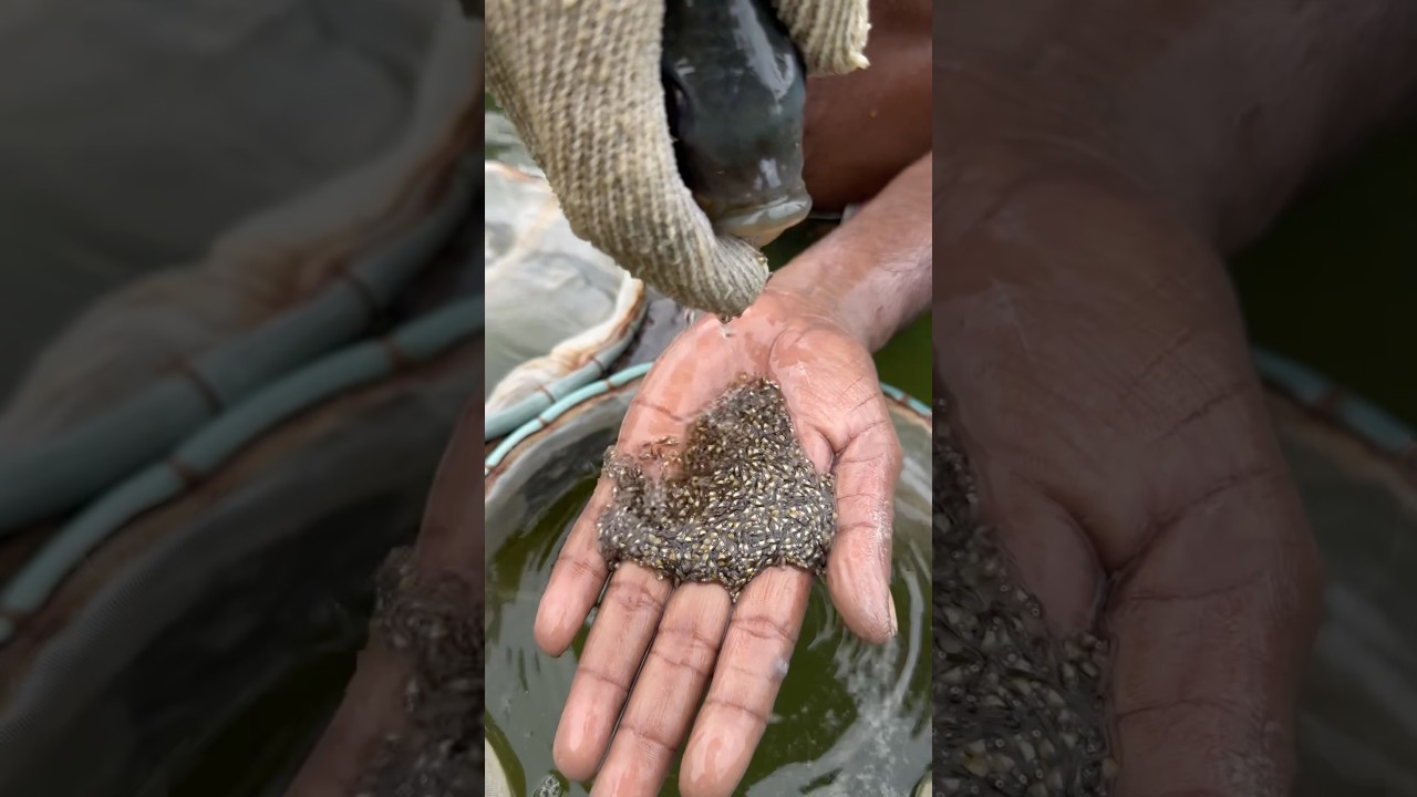 Tilapia Fish eggs Collection Time  #fish #fishing #trendingreels