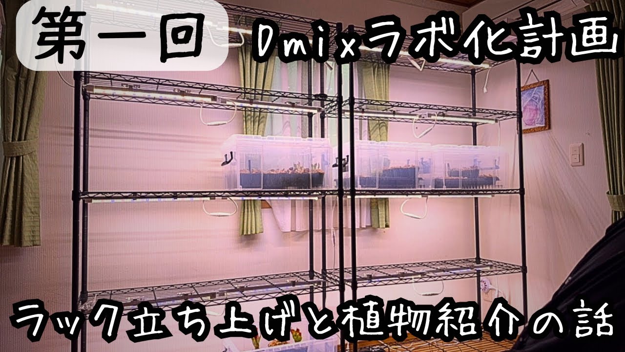 【第一回】一部屋を丸々食虫植物栽培場計画始動　Dmixラボ化計画