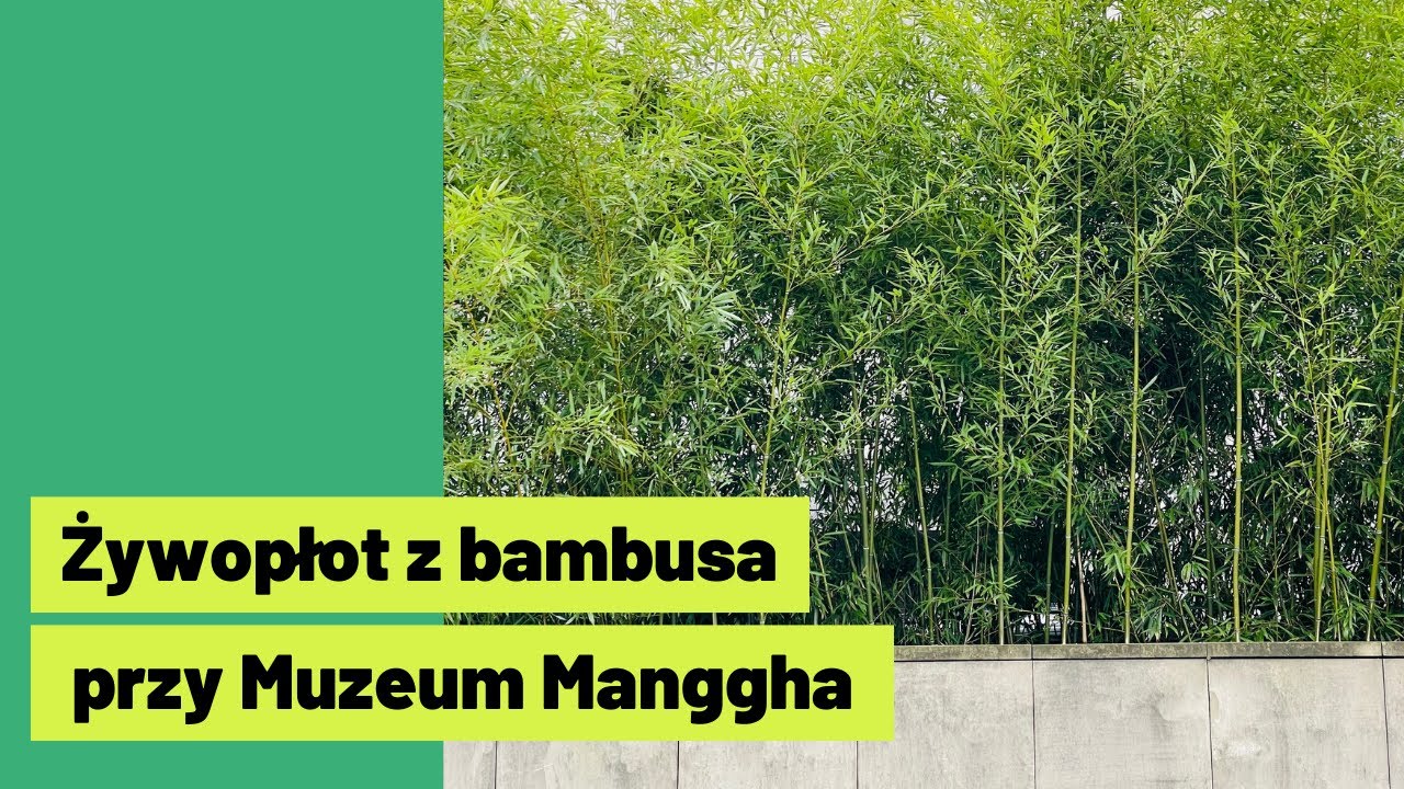 Zimozielone bambusy 🎋 przy Muzeum Manggha 👹 w Krakowie