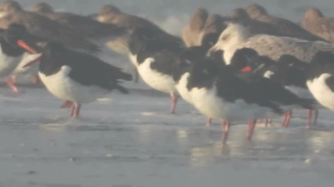 Réserve Naturelle et Nationale Baie de Saint Brieuc  Côtes d'Armor