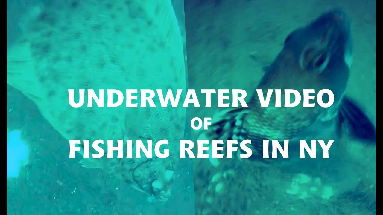 Various Fishing Reefs in NEW YORK | Underwater Video