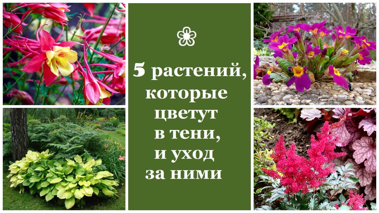 ❀ 5 растений, которые цветут в тени, и уход за ними