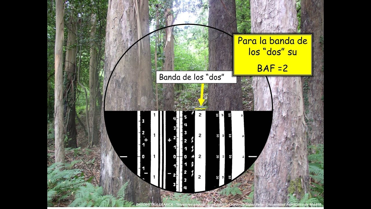 RELASCOPIO DE BITTERLICH Y ÁREA BASIMÉTRICA.  MUESTREO ANGULAR RELASCÓPICO