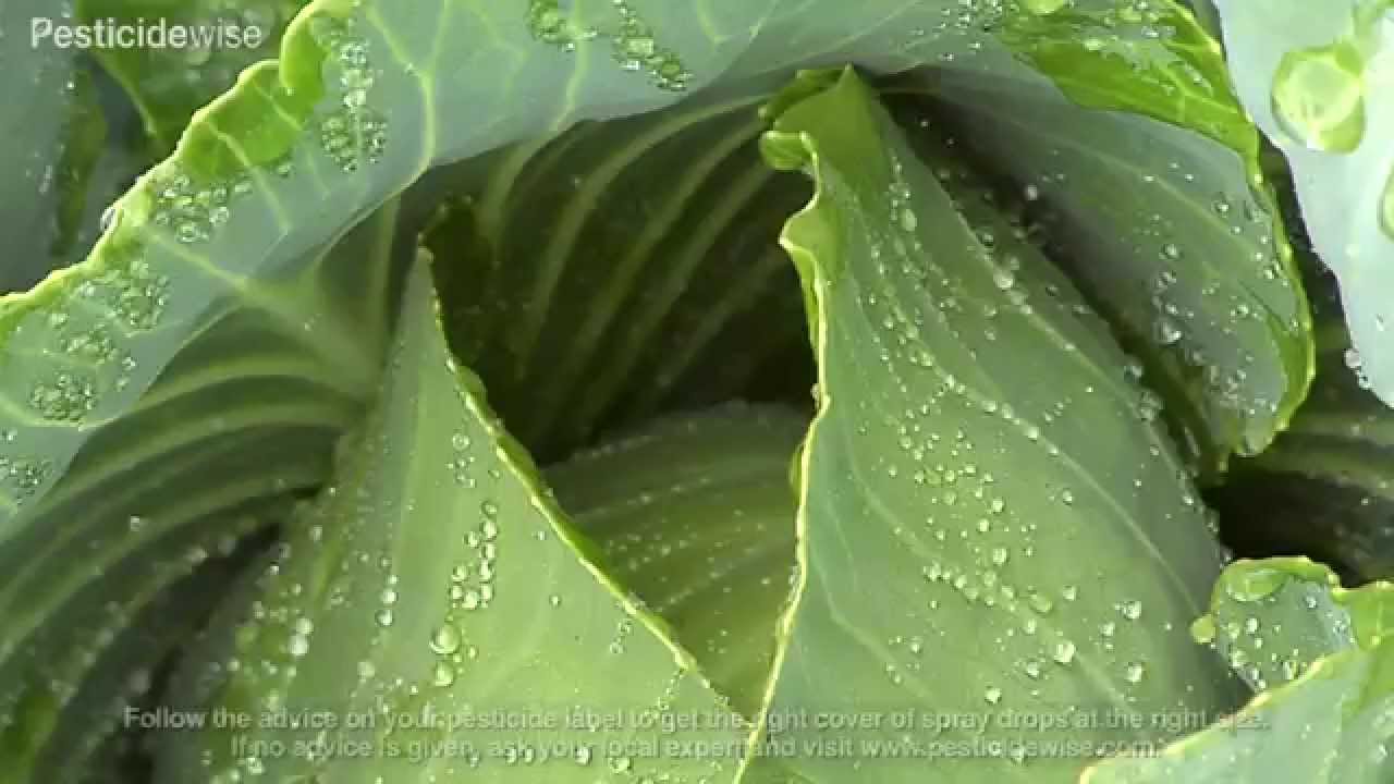 Pesticidewise: knapsack spraying cabbage