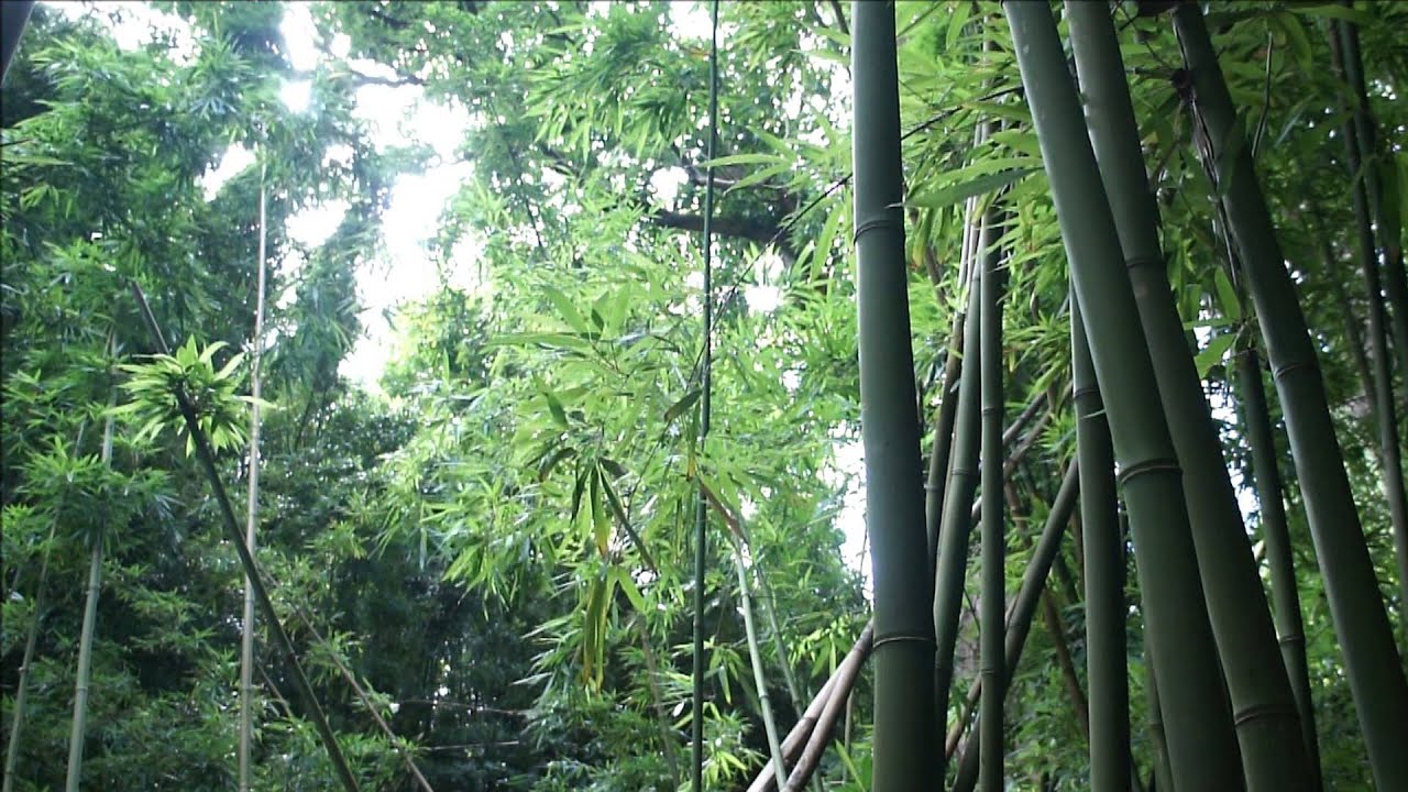 Bamboo Forest High Quality Sound and Video Clip