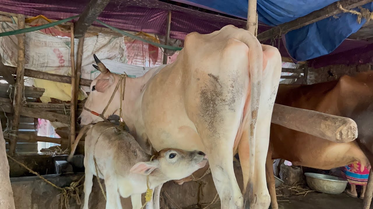 গ্রাম্য পদ্ধতিতে গরুর দুধ দোয়ানোর প্রথম থেকে শেষ পর্যন্ত 