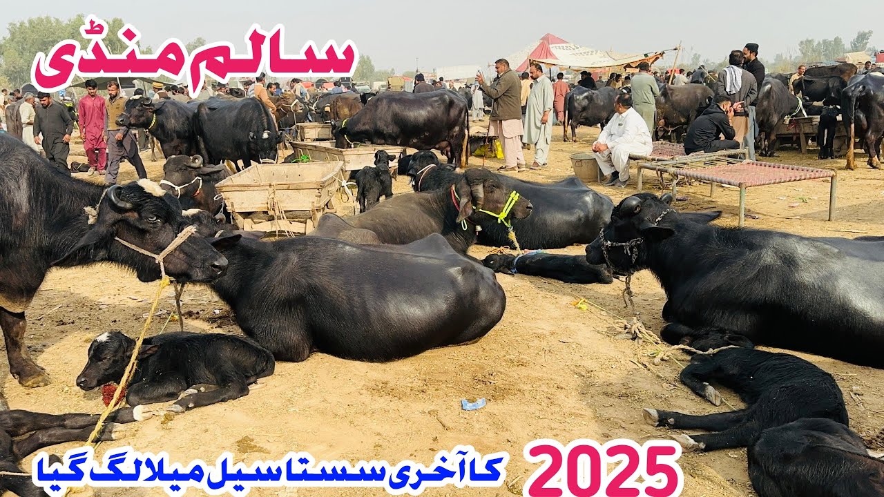 Salam Mandi Nille Ravi Buffalo Fresh Rite Update Today in Pakistan Punjab Sargodha | Bismillhah best