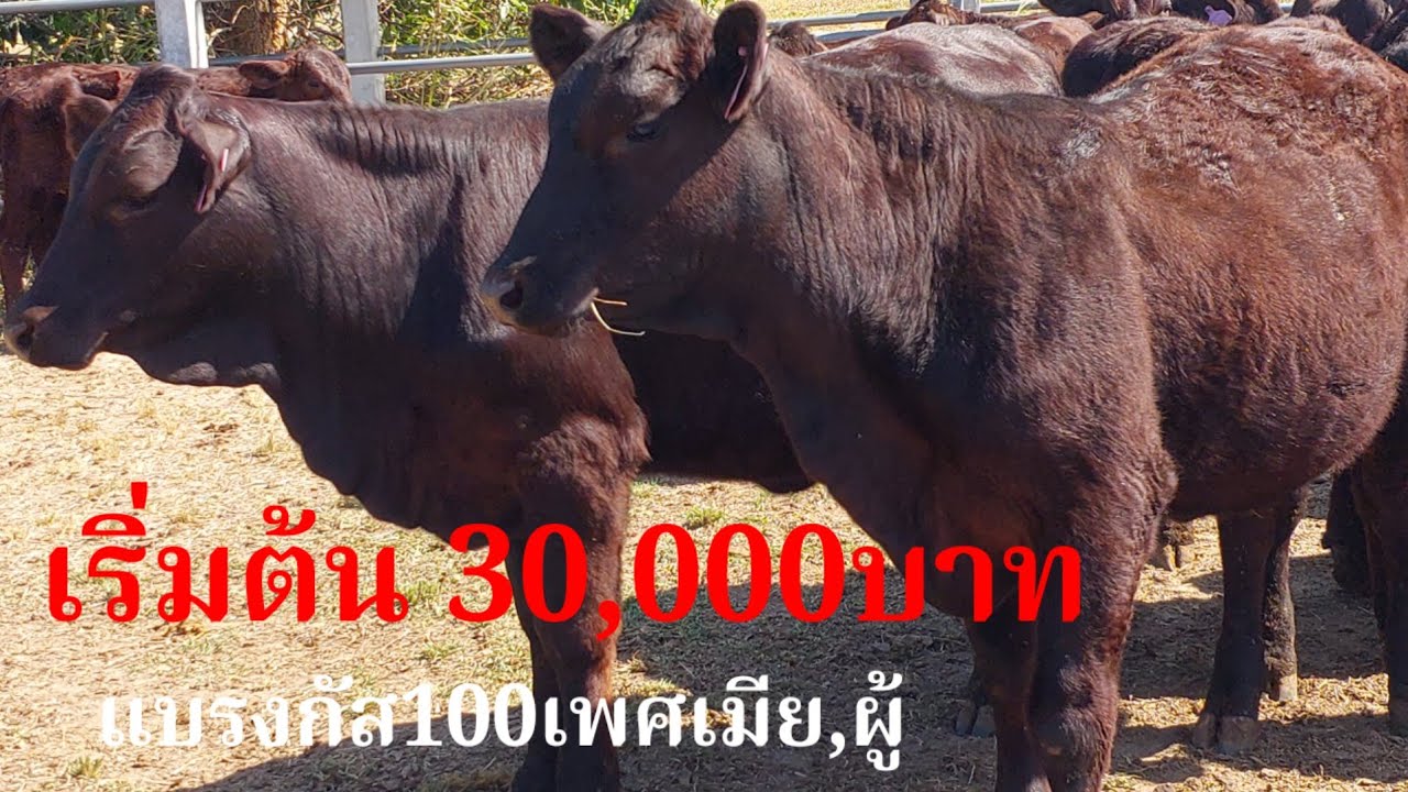 เริ่มต้น 30,000 บาทแบรงกัสพันธุ์แท้ เพศเมีย,ผู้ คลิปดีส่งท้ายปี#พูดจาภาษาวัว 