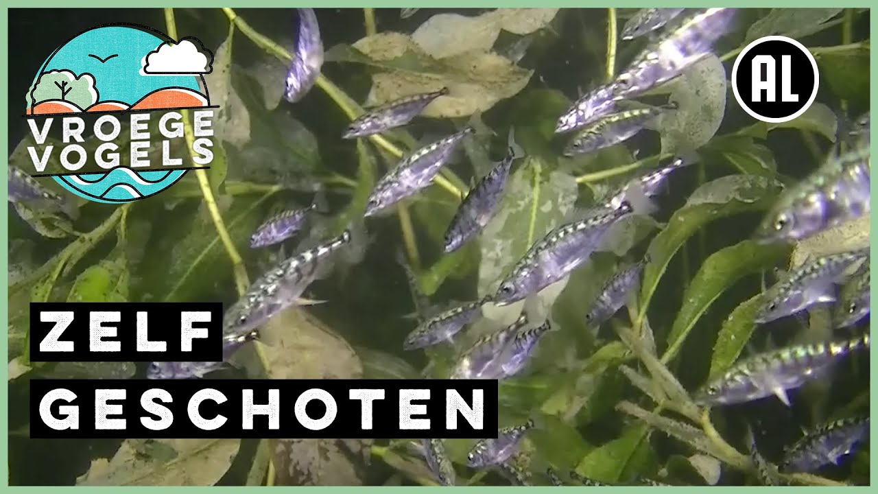 Grote school met stekelbaarsjes | Zelf Geschoten | Vroege Vogels